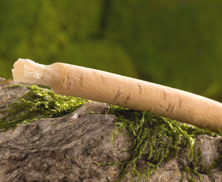 Fondo de siwak